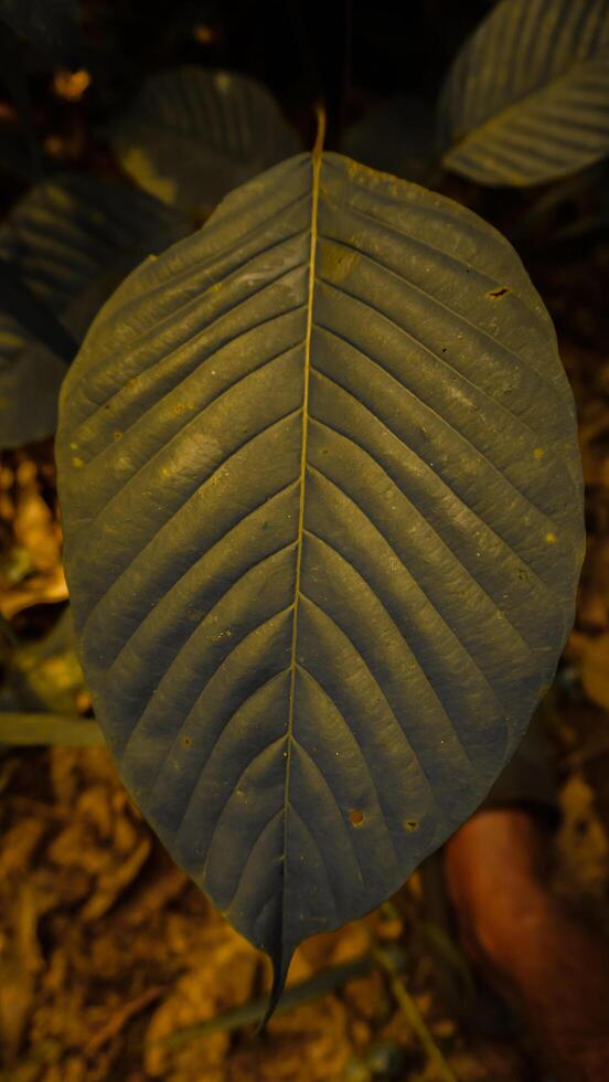 Close-Up of Textured Leaf with Prominent Veins photo