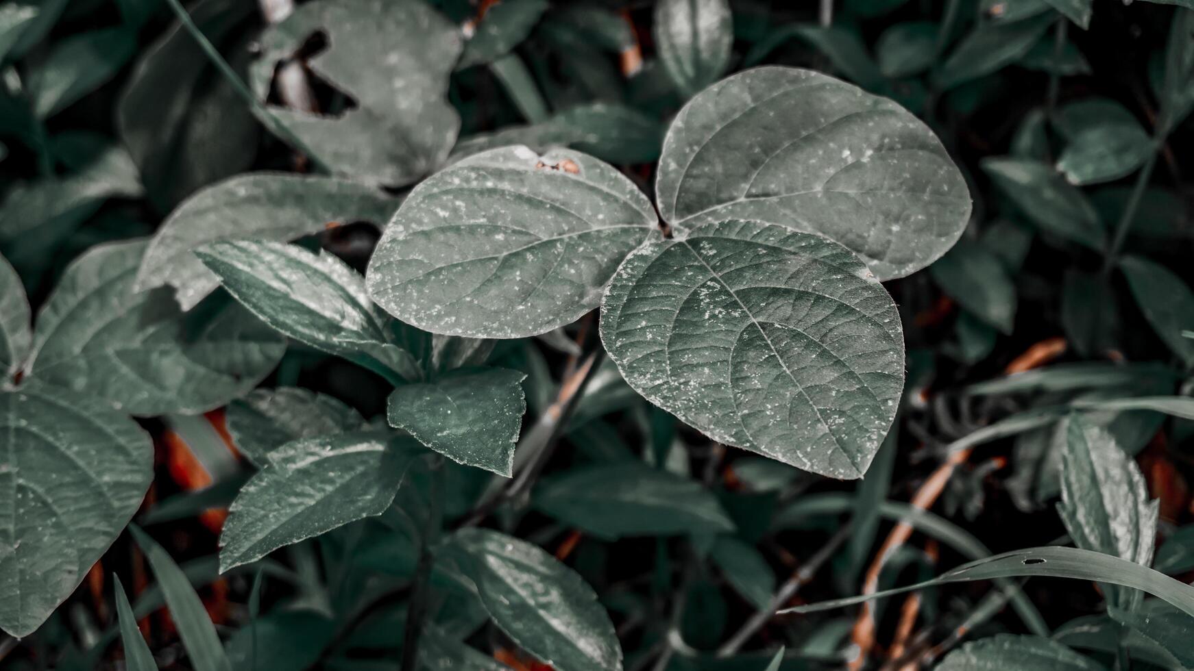 Close-Up of Green Leaves with Water Droplets photo