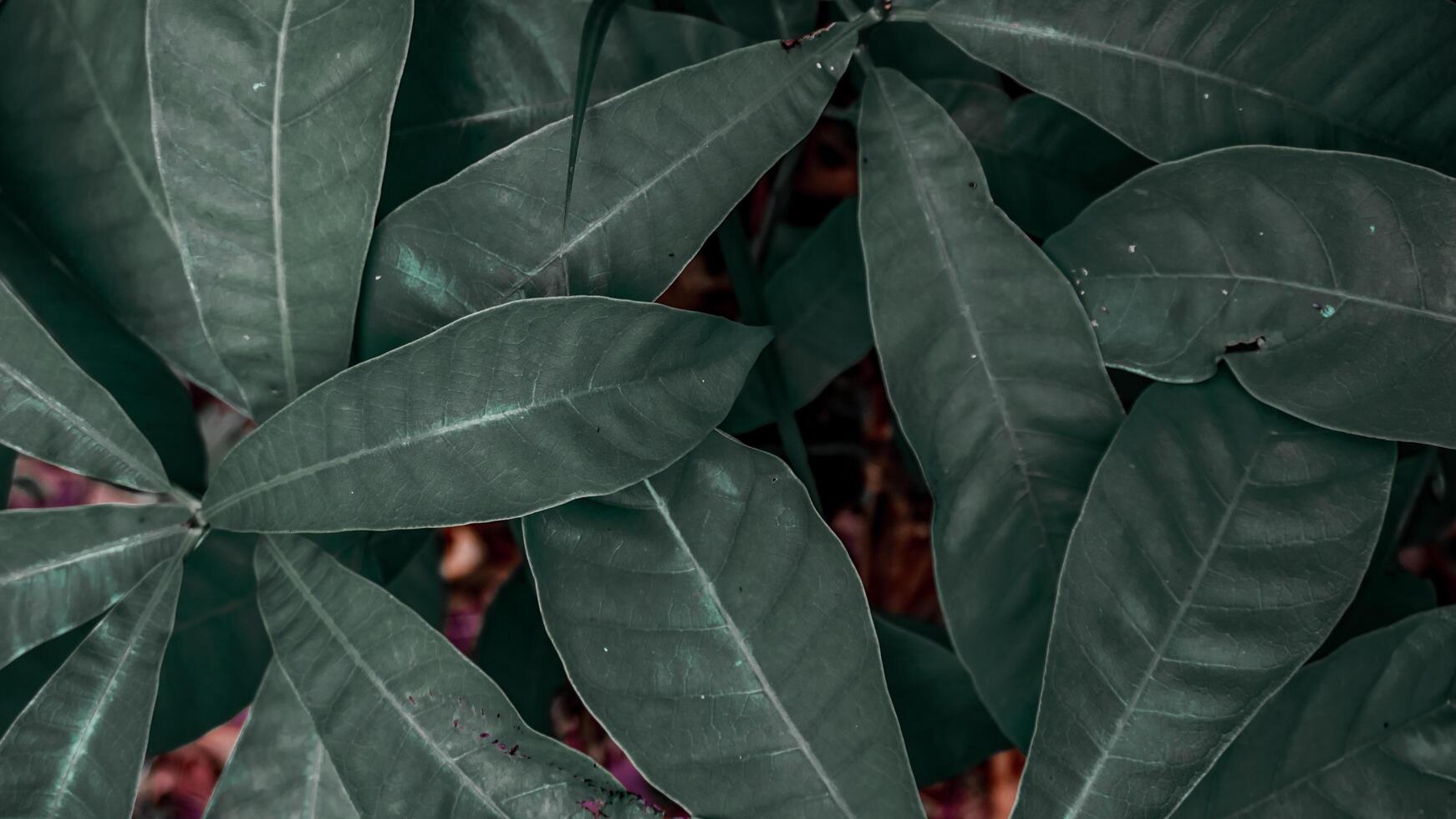 Close Up of Lush Cassava Green Leaves photo