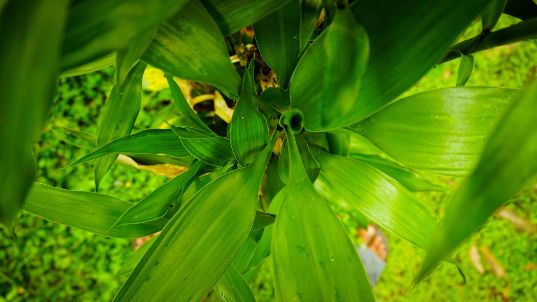 Close-Up of Fresh Bamboo Leaves with Water Droplets photo