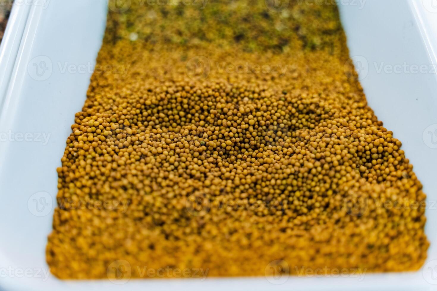 Tray of white seeds, ideal for planting or seasoning dishes photo