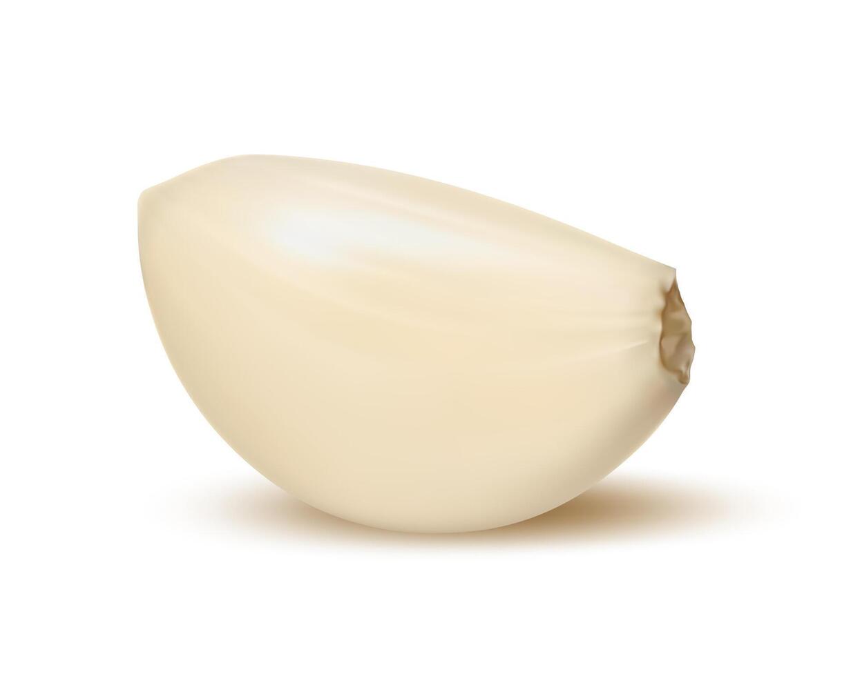 Realistic isolated garlic clove ripe and raw plant vector