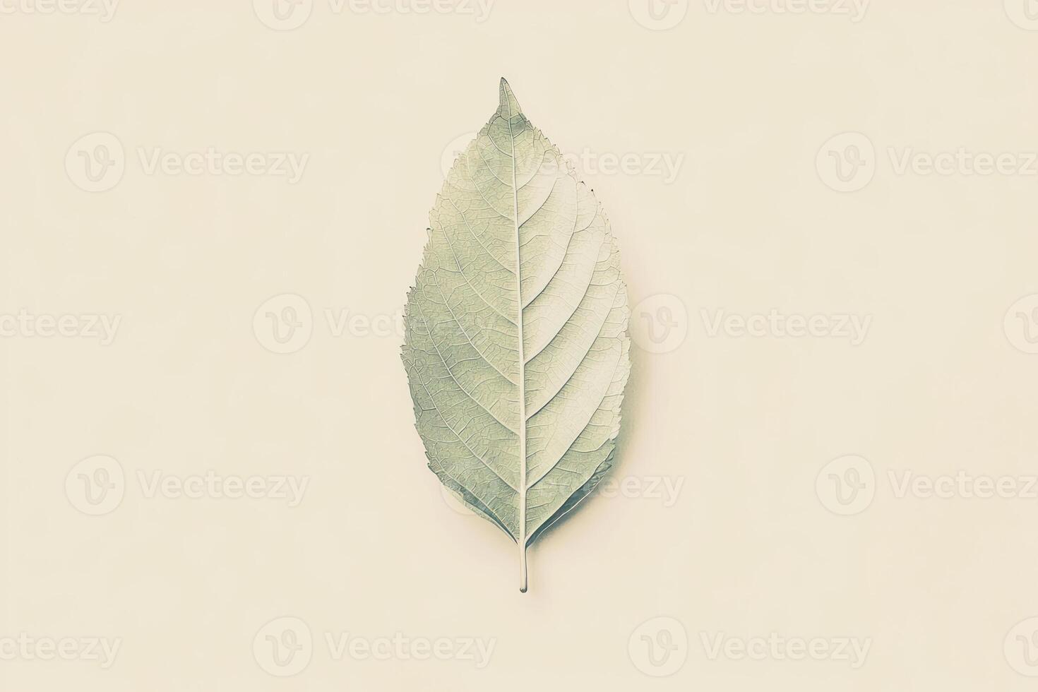 Single leaf desaturated tones muted background minimal close up nature gives calm feeling photo