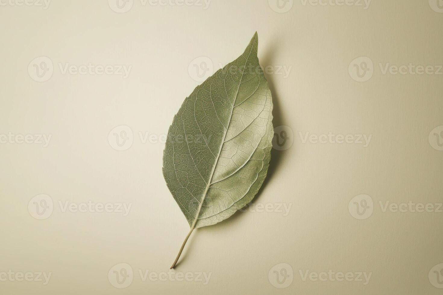 Single leaf desaturated tones muted background minimal close up presents calming view photo
