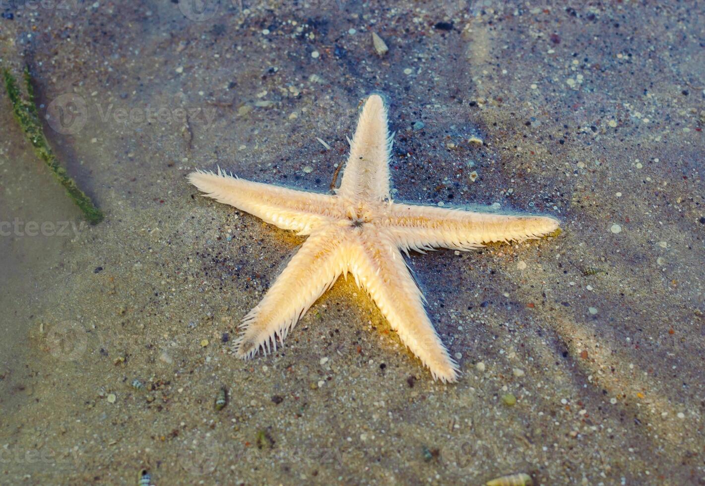 Pale starfish on sandy ocean floor. Beautiful marine life in shallow water. photo