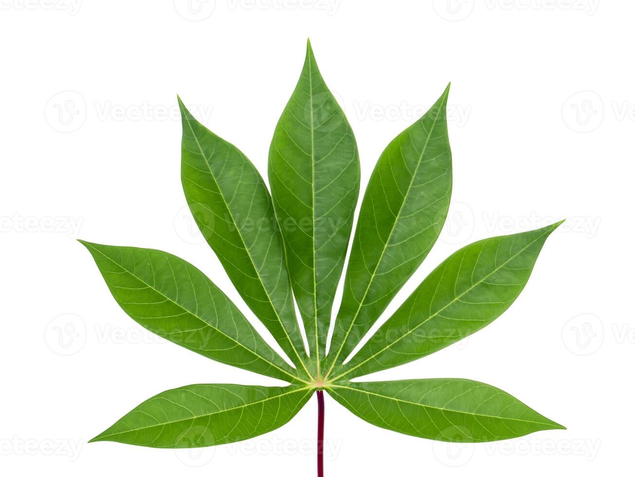 Close up the Cassava, Yuca, Mandioa, Manioc, Tapioca leaves. photo