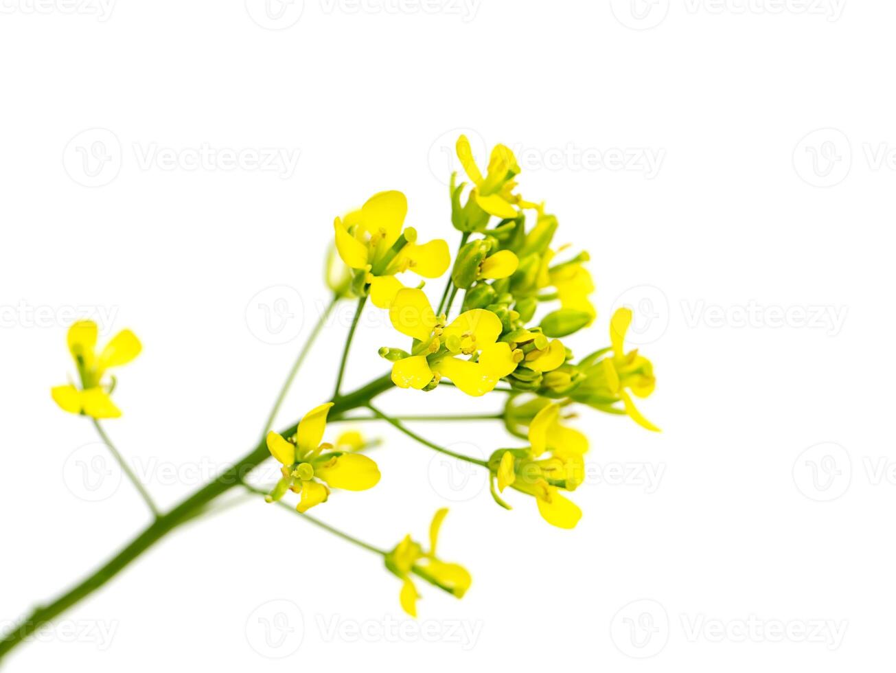 Close up Yellow rapeseed flowers photo