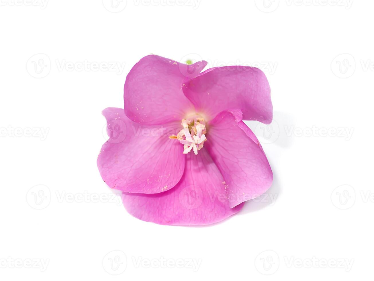 Pink dombeya flower on white background. photo
