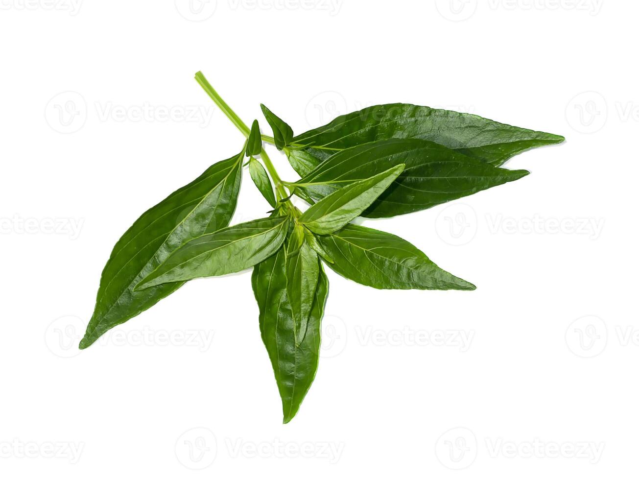 The Kariyat leaves or The Creat plant photo