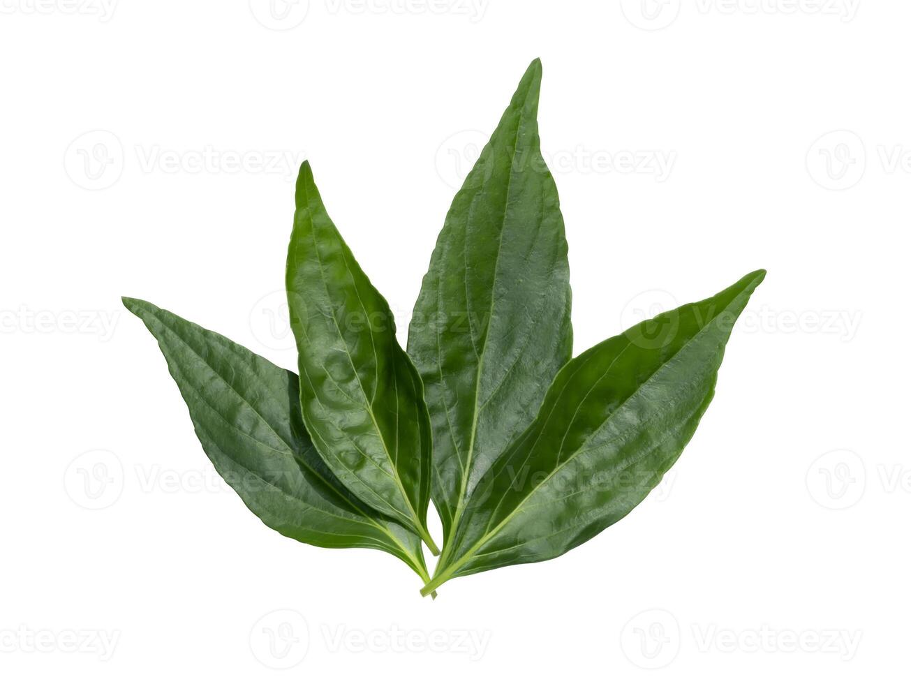 A group of Kariyat leaves isolate on white background photo