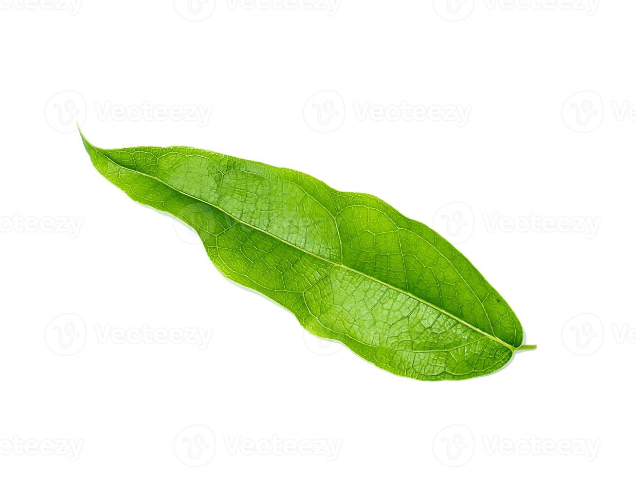 soft green leaves of the bamboo grass on white background. photo