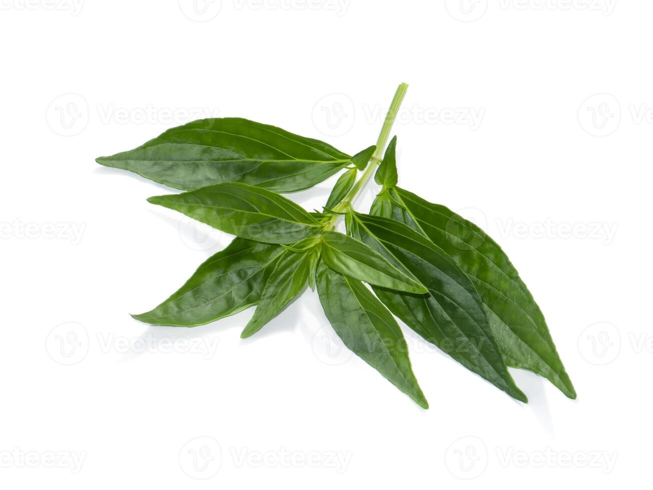 Kariyat leaves or The Creat plant. photo