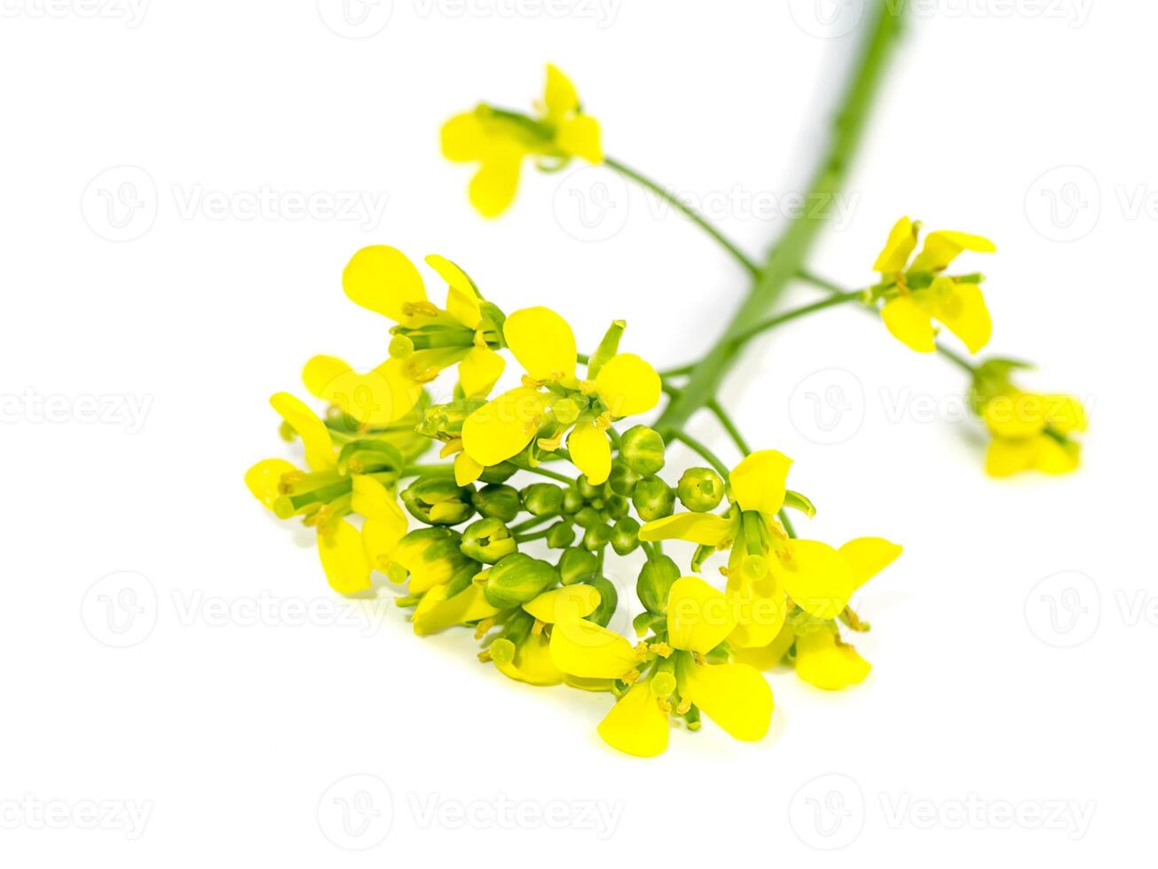 Close up Yellow rapeseed flowers on white. photo