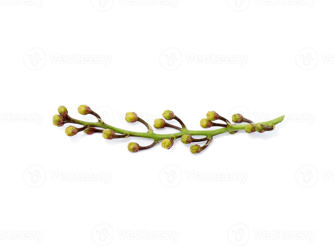 the bamboo grass on white background. photo