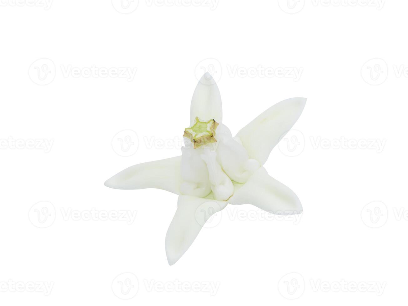 Close up Crown flower or Giant indian milkweed on white background. photo