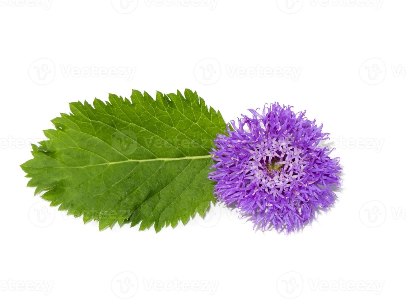 Brazilian button flower on white background. photo