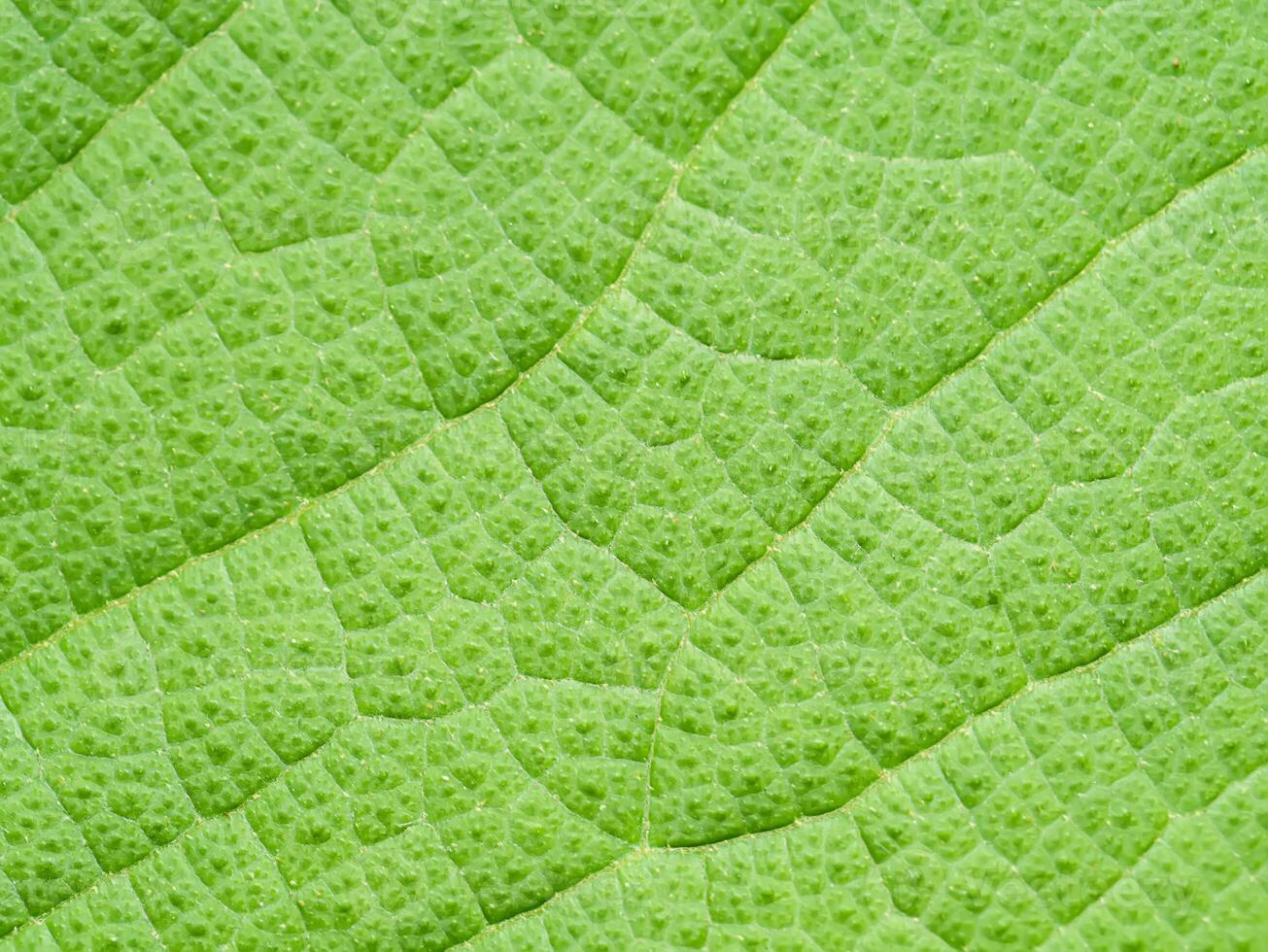 texture on leaf of Teak tree. photo