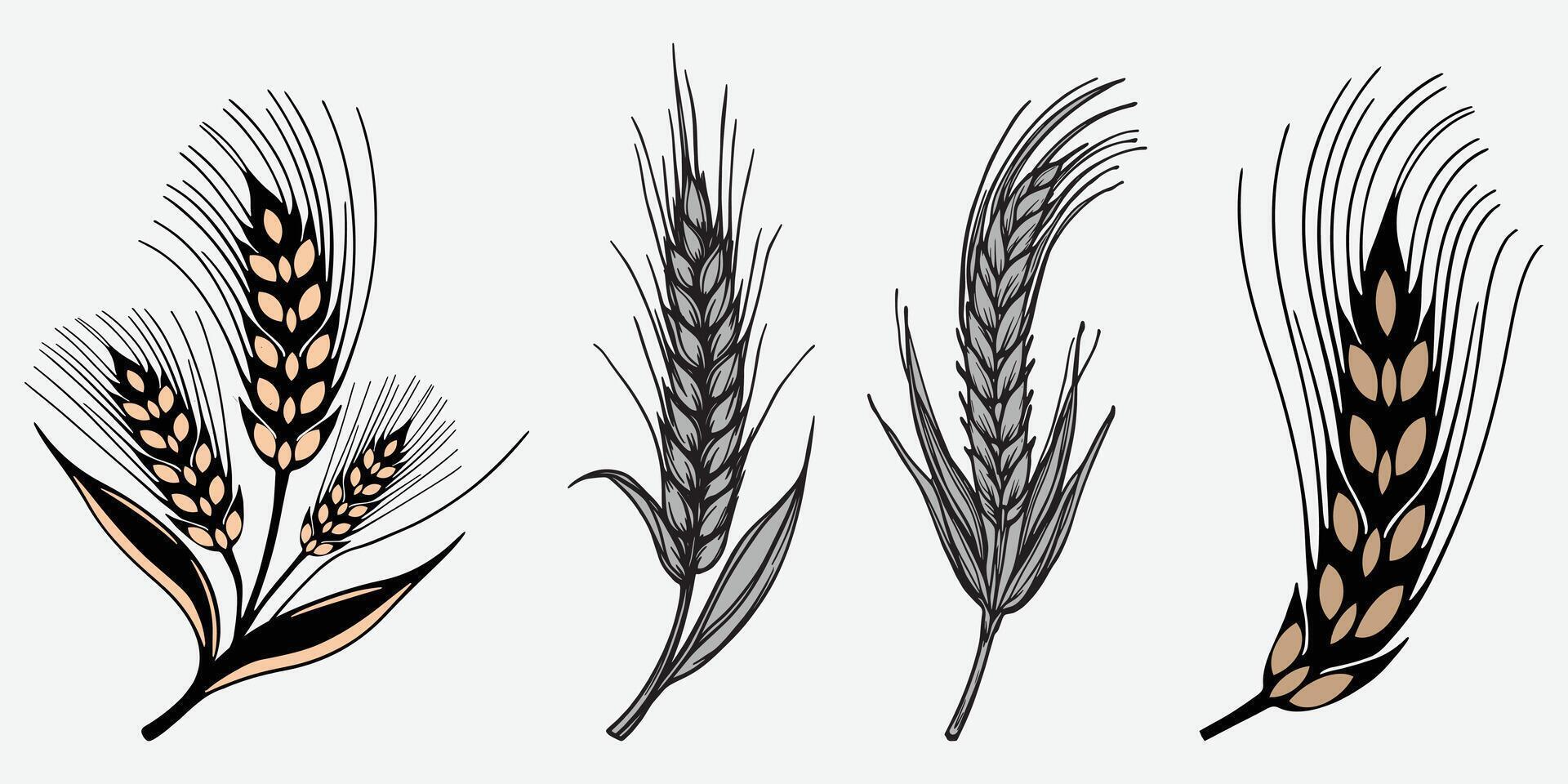 Wheat field isolated wheat ears set illustration white background. vector