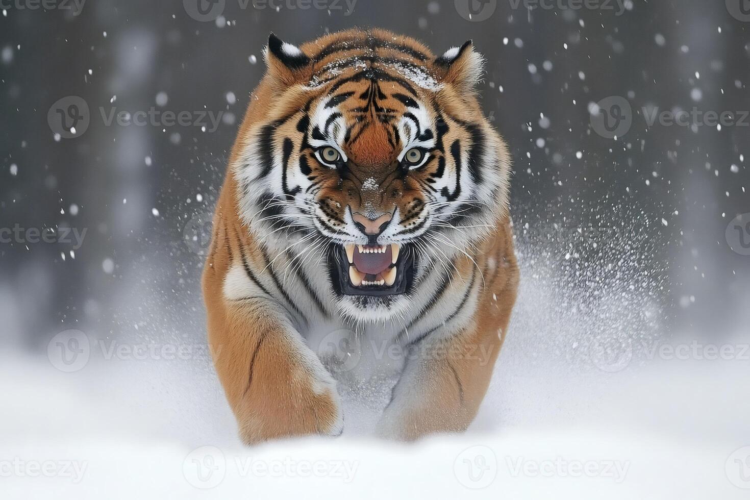 Siberian tiger running and roaring in the snow photo