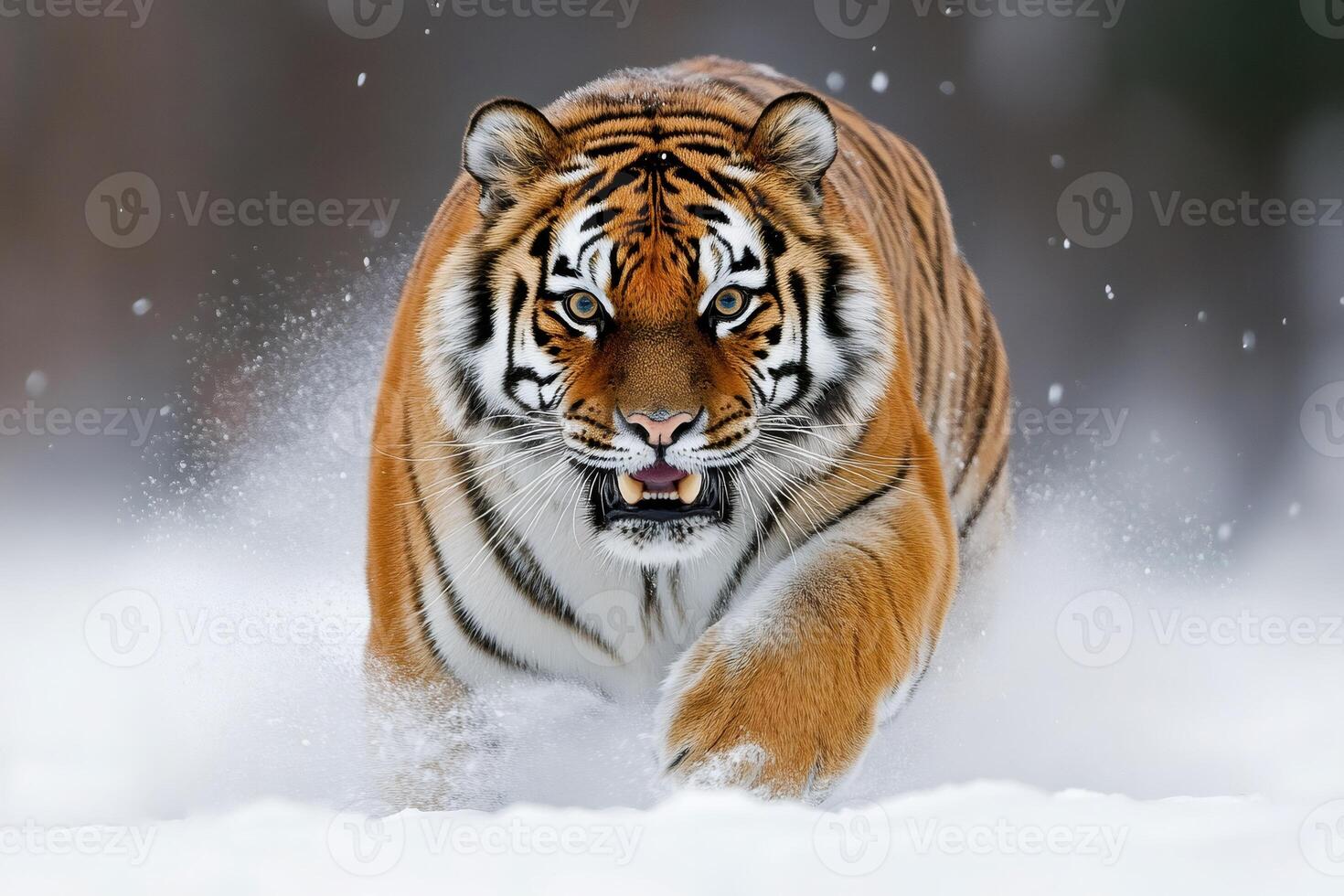 Siberian tiger running in the snow while showing teeth photo
