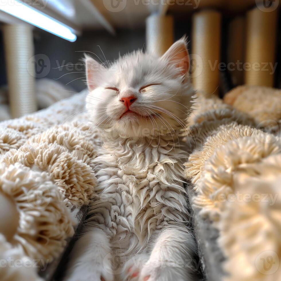 A white kitten naps peacefully in a fluffy blanket photo