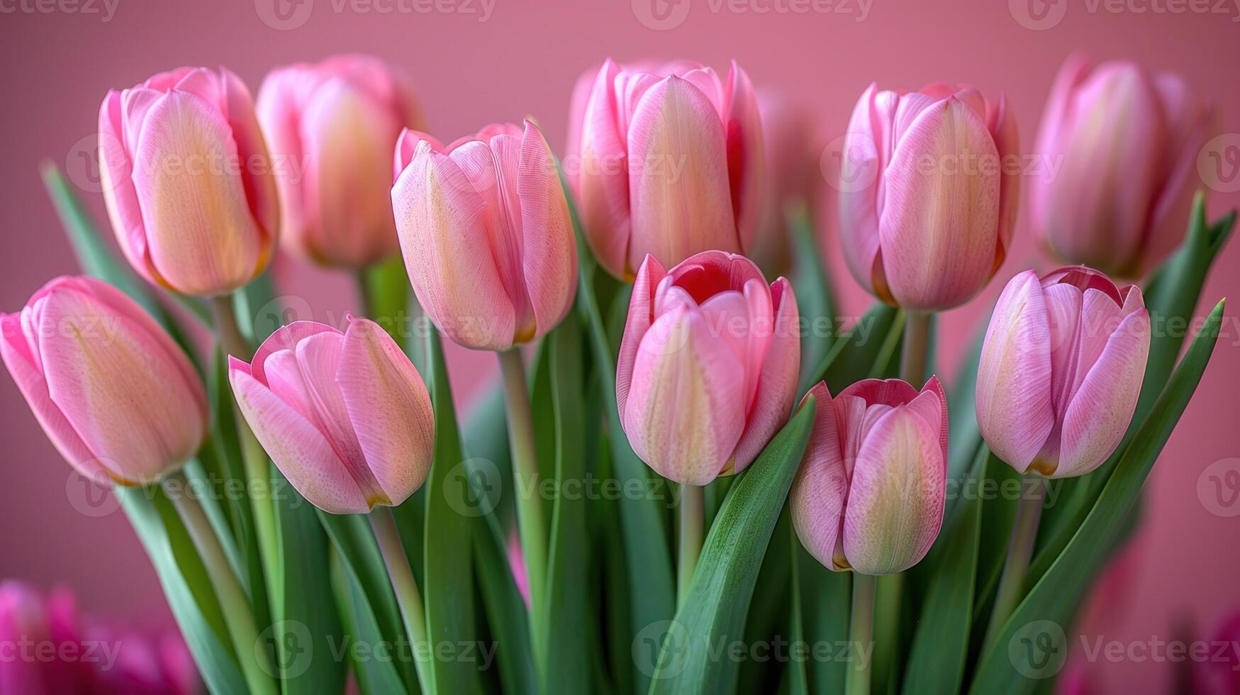 A close-up image of pink tulips photo