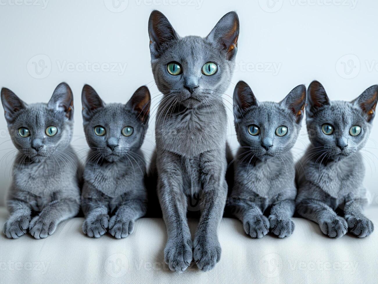 Five Russian Blue kittens, looking at the camera, sit on a white couch photo