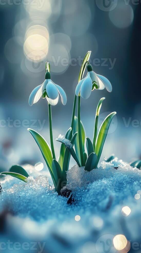 First spring flower blooming from snow photo