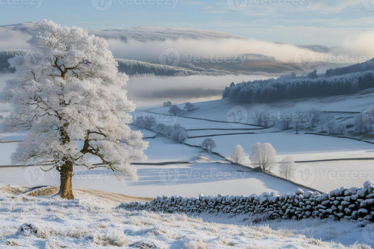 Hoar frost covering trees and fields in a beautiful winter landscape photo