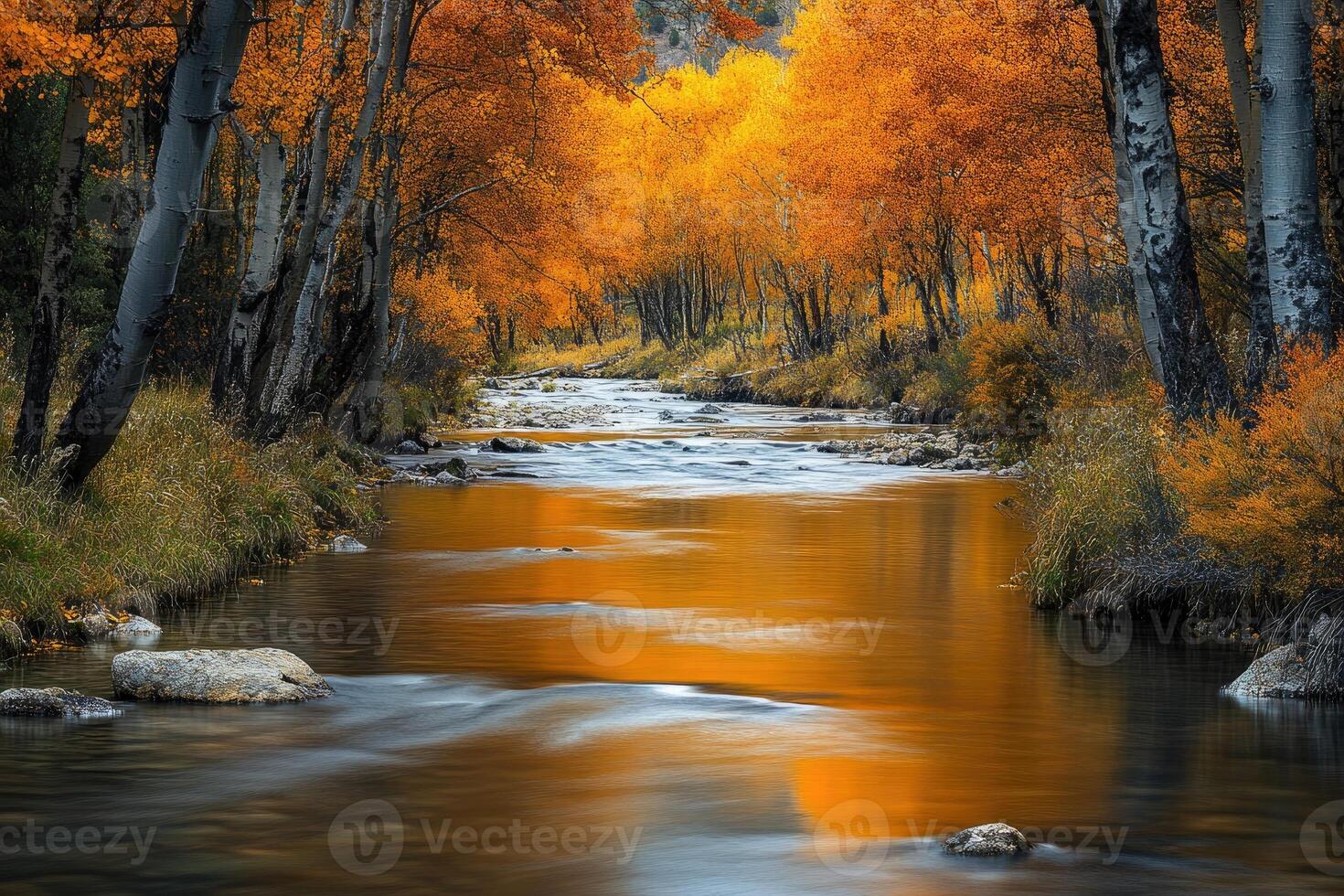 Golden aspen trees reflecting in the bishop creek in autumn, california photo