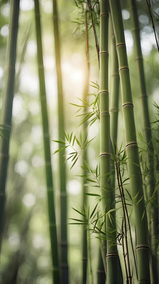 A peaceful vertical image of a bamboo grove with slender stalks reaching upwards, soft green hues, and ample space for text. photo
