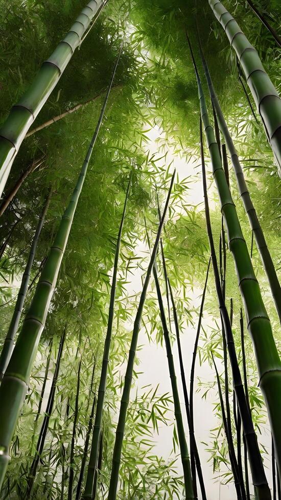 A calm vertical composition of bamboo stalks rising towards the sky, framed by gentle green tones and open space for copy. photo