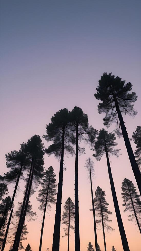 A serene vertical view of tall pine trees in silhouette, framed by a twilight sky with open space at the top for text. photo