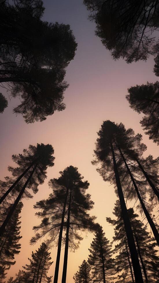 Vertical composition of tall pine tree silhouettes against a twilight sky, with clear space at the top for copy. photo