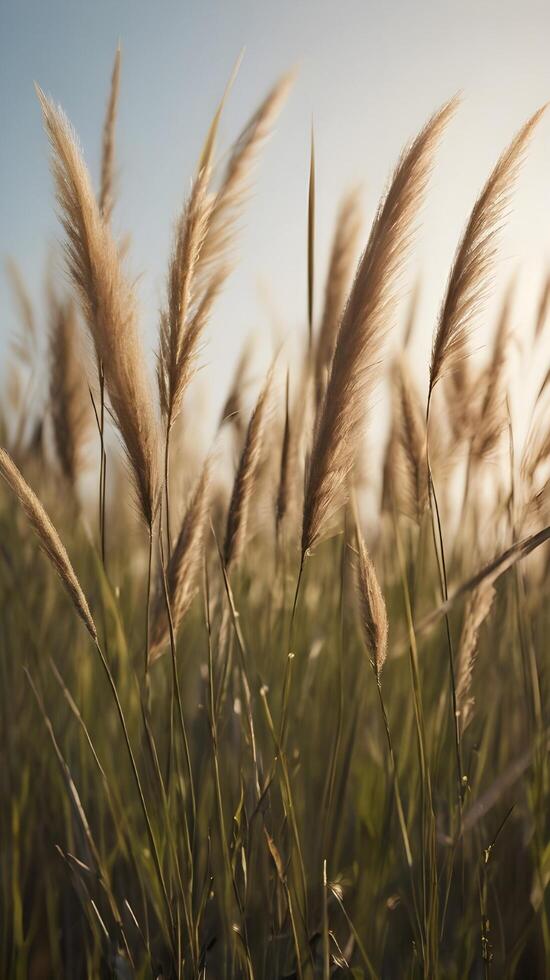 A tranquil vertical capture of tall grass blades silhouetted by a pale sky, offering an open area for copy. photo