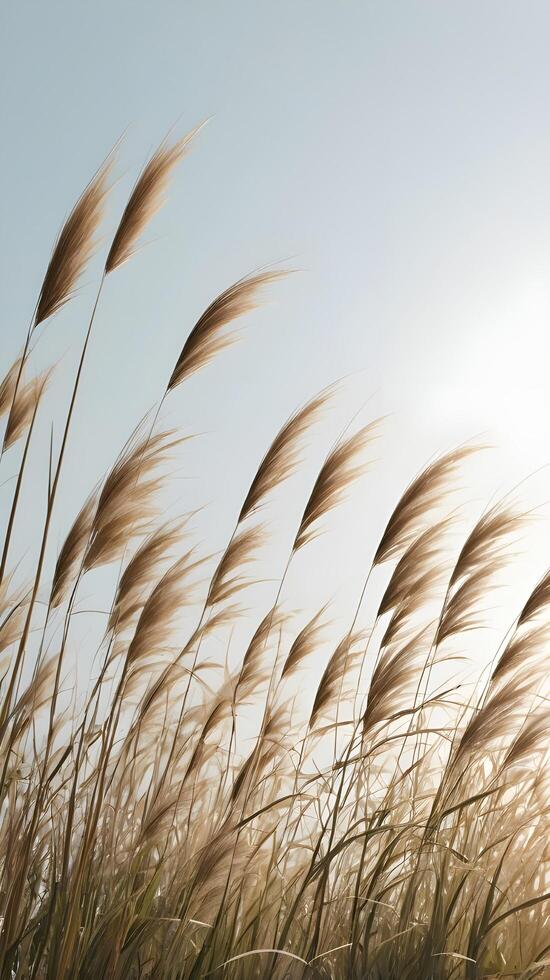 A composition of tall grass against a light sky, creating a calm, vertical scene with ample room for text overlay. photo
