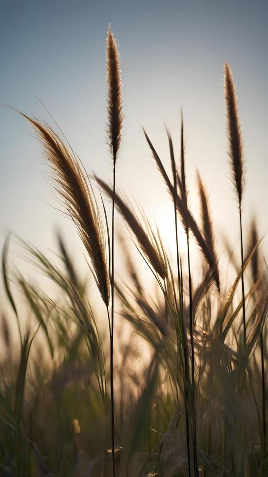 Vertical shot of silhouetted grass stems against a pale sky, providing a serene backdrop with open space for text. photo