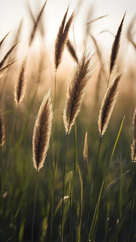 Vertical composition of tall grass blades silhouetted against a pale sky, creating a tranquil and open feel for text. photo