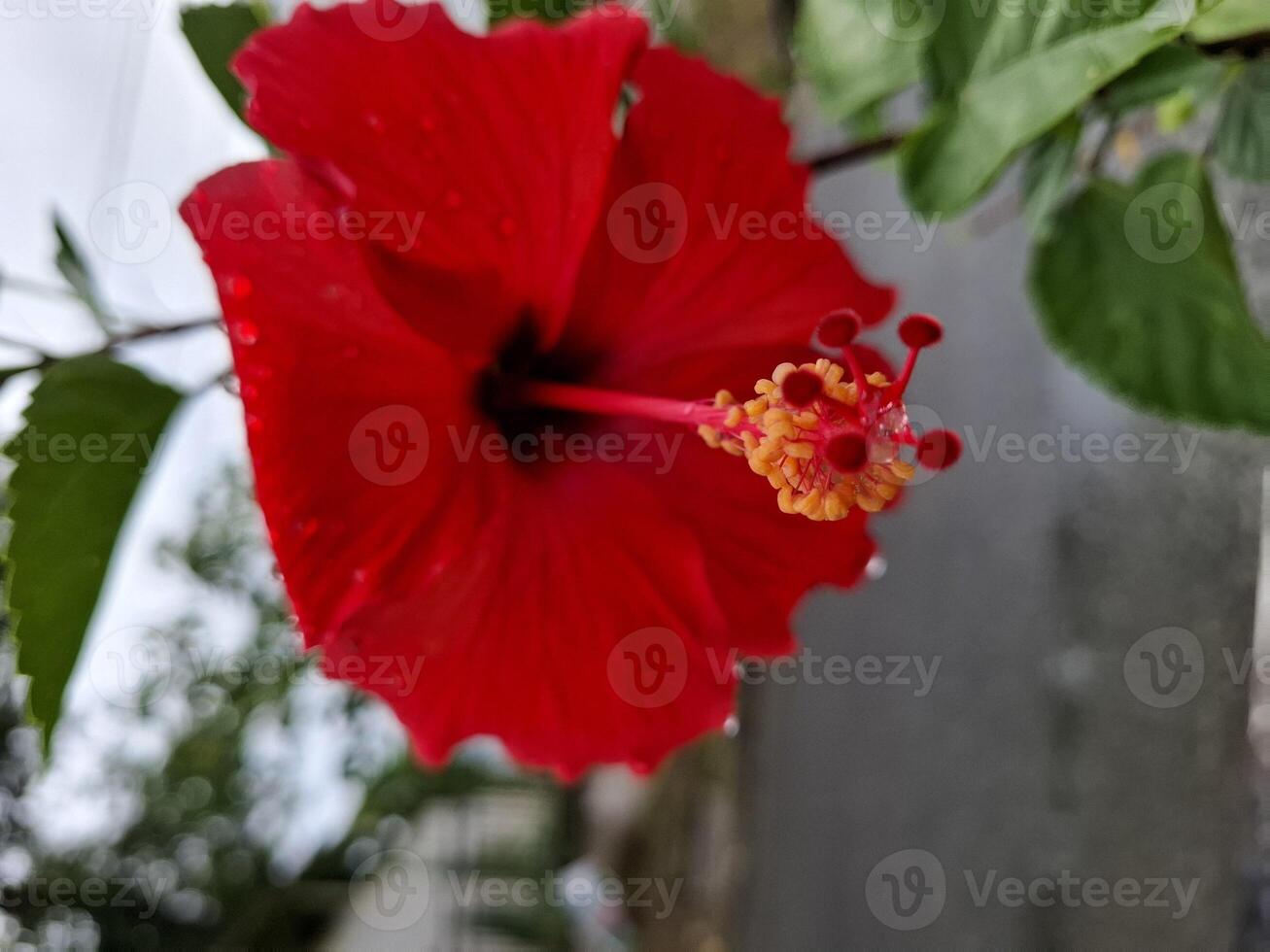 A Stunning Close-Up View of a Vibrant Red Hibiscus Flower with Dew Drops photo