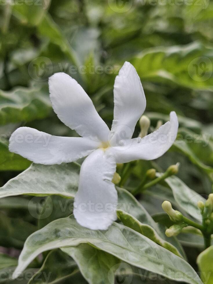 Close-up View of a Delicate White Flower Blossom in a Lush Green Garden Setting photo