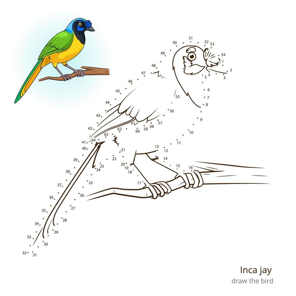 Inca jay learn birds educational game learn to draw illustration vector