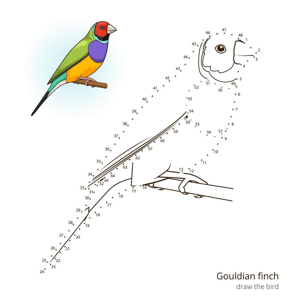Gouldian finch learn birds educational game learn to draw illustration vector