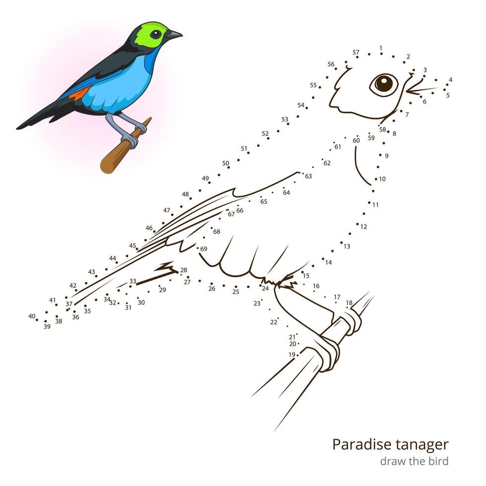 Paradise tanager learn birds educational game learn to draw illustration vector