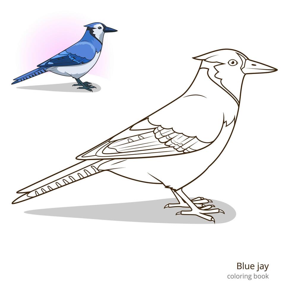 Blue jay bird learn birds educational game coloring book illustration vector