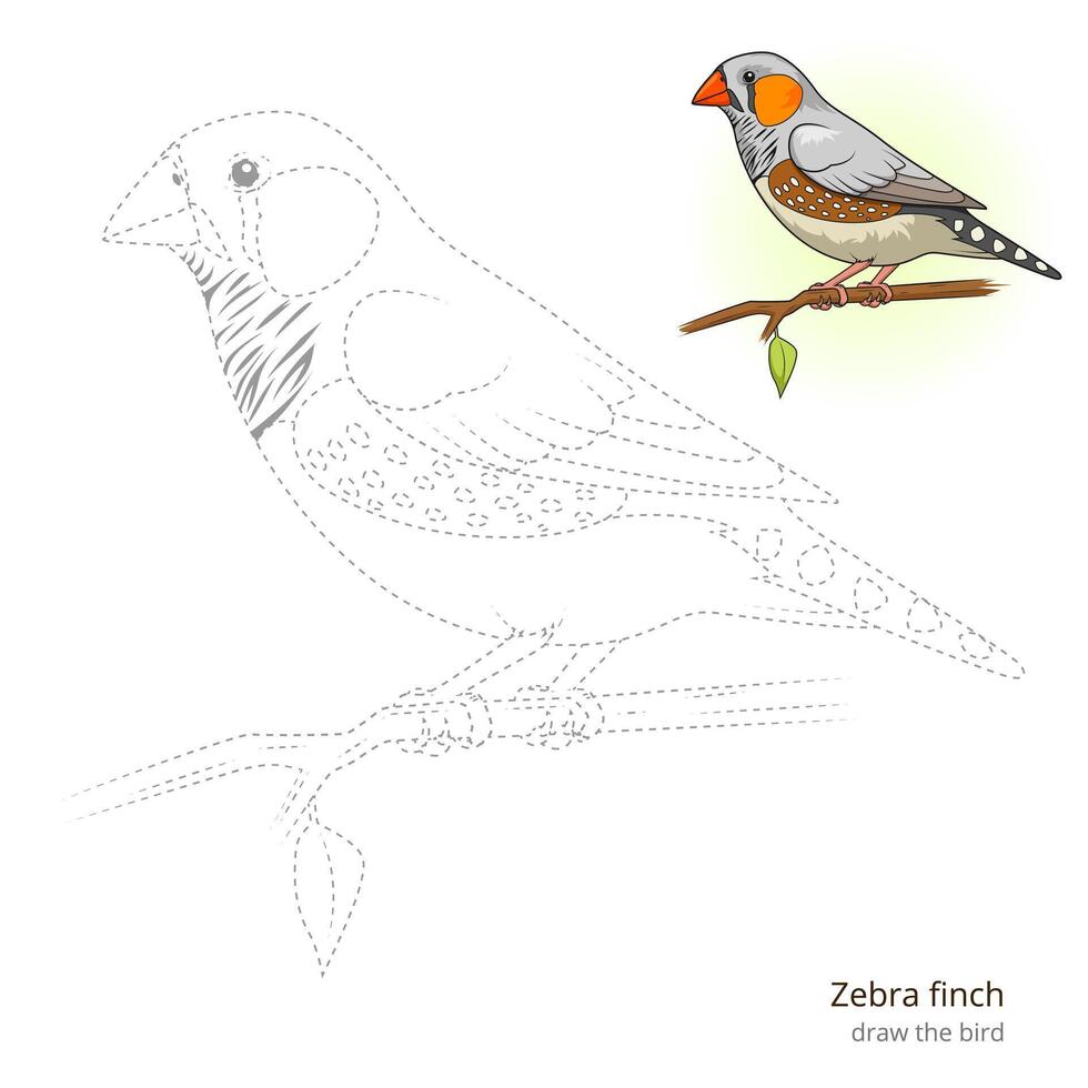 Zebra finch learn birds educational game learn to draw illustration vector