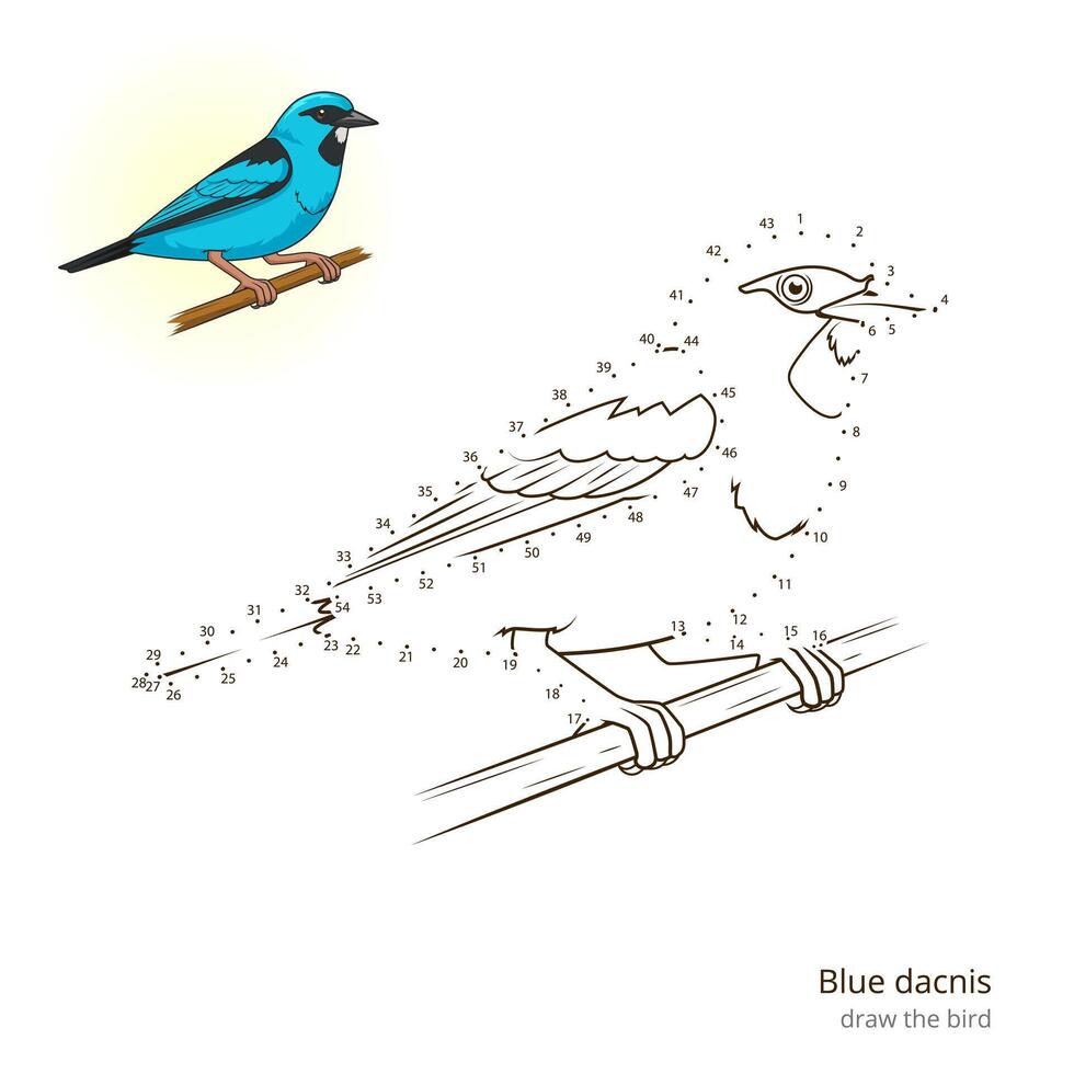 Blue dacnis learn birds educational game learn to draw illustration vector