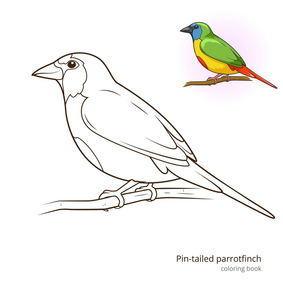 Pin tailed parrotfinch bird learn birds educational game coloring book illustration vector