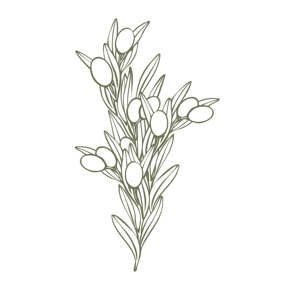 Hand drawn olive branch illustration with linear style and green outline. Minimalistic composition. elegant botanical elements for logos, packaging, prints, textiles, menu vector