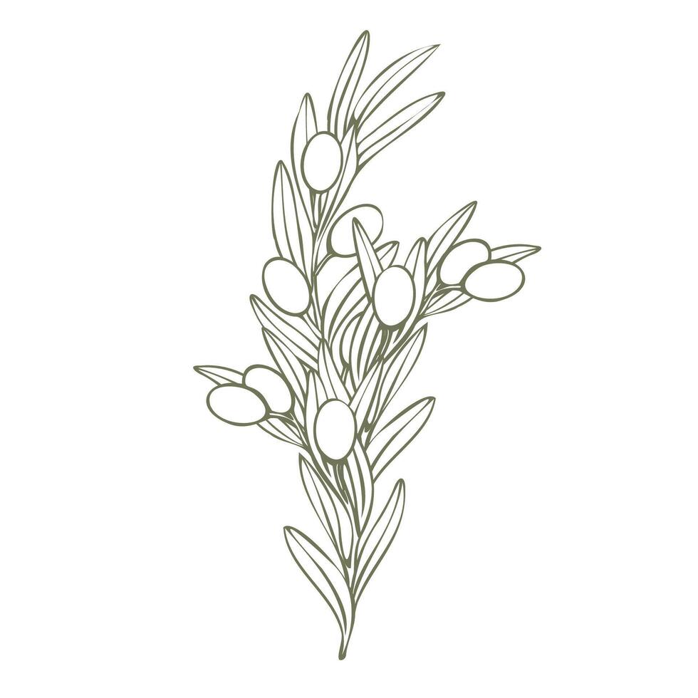 Hand drawn olive branch illustration with linear style and green outline. Minimalistic composition. elegant botanical elements for logos, packaging, prints, textiles, menu vector