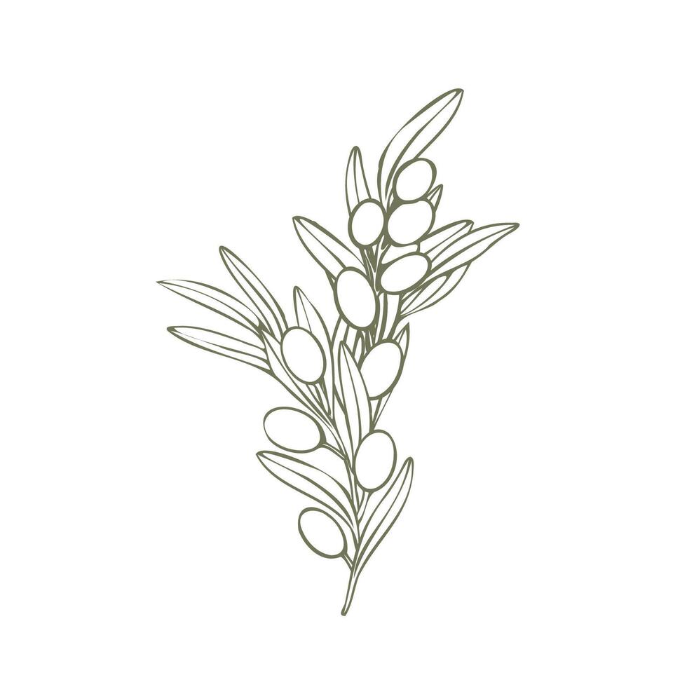 Hand drawn olive branch illustration with linear style and green outline. Minimalistic composition. elegant botanical elements for logos, packaging, prints, textiles, menu vector